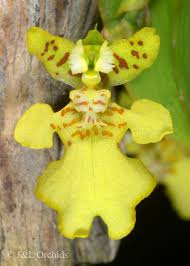 Image result for Psydrax richardsiae