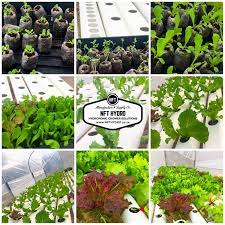 Import Your Nft Systems From South Africa Nft Hydro In 2021 Hydroponics Hydroponic Equipment Hydro
