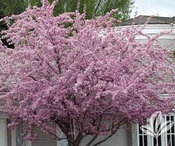 Lengthy periods of rain this past may provided conditions for apple scab spores. Crabapple Brandywine Covingtons