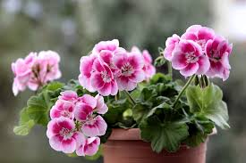 Check spelling or type a new query. Geranium Flower Meaning Symbolism And Colors Pansy Maiden