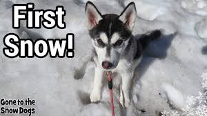 Husky Puppy First Snow In The Rocky Mountains Husky Puppy Husky Puppies