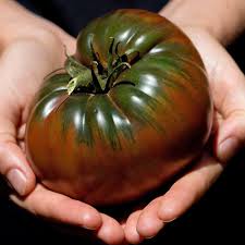 Controlled conditions of black tomato plants for sale enhances the quality of the harvest. Black Krim Tomato Plants For Sale Free Shipping