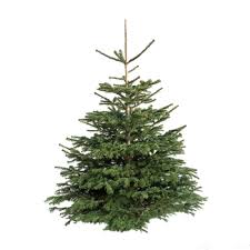 Acheter un sapin de noel. Comment Bien Choisir Son Sapin De Noel Lacroix Jardins