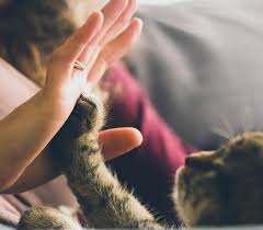 Jevous propose mes services pour rendre visite à vos animaux chez vous. Se Lancer Petsitter Tous Les Conseils Pour Y Parvenir Wikicrea