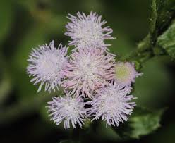 Image result for Ageratum conyzoides