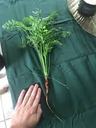 When to harvest baby carrots? Pulled Up One Of My Carrots To See If They Were Ready Did I Pull Too Early Gardening