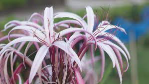Image result for Crinum macowanii