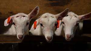 Aegagrus domesticated from the wild goat of southwest asia and eastern europe. Victorian Farm Condemned After Disturbing Footage Of Baby Goats Having Horns Burnt Off Emerges 7news Com Au