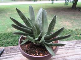 Image result for Asphodelaceae