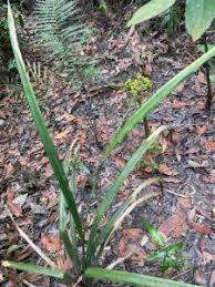 Image result for Hypolytrum