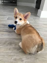 Pin By A V On Anjie S Vision Board Cute Animals Animals Corgi