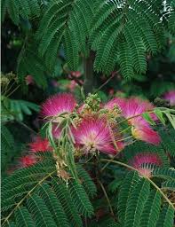 Albizia Julibrissin Ombrella Mimosa Tree Julibrissin Silk Tree