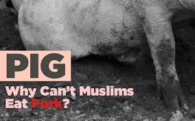 Fifth, an animal that is born of one parent that is permissible to eat and another that is not permissible to eat is haram to eat because the impermissibility you will also know by this which animals are permissible to eat, so we say: Why Is Pork Haram Ever Wondered Why It S Banned In Islam