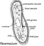 Image result for what does the oral groove do in a paramecium