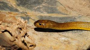 2010 wurde sie zur giftigsten spinne der welt erkoren: Inlandtaipan Ganz Vorn Die 5 Giftigsten Schlangen Der Welt Focus De