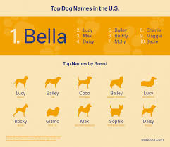 Dog names starting with the letter c are popular for a reason: Famous Male Names With C 500 Popular Male Dog Names Dog Names Male Dog Names