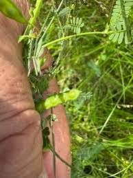 Image result for Aeschynomene sp. B