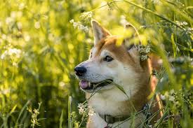 Once upon a time, there was a very special dog. 100 Kostenlose Shiba Inu Und Hund Bilder Pixabay
