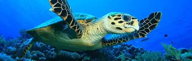 Hawksbill turtles use a variety of habitats during different stages of their life cycle, but largely inhabit nearshore foraging grounds, especially healthy coral reef habitats. Hawksbill Sea Turtle