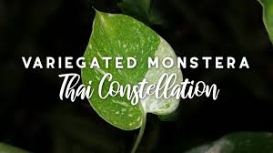 Check spelling or type a new query. Variegated Monstera Thai Constellation Unboxing Youtube