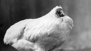 The Chicken That Lived For 18 Months Without A Head