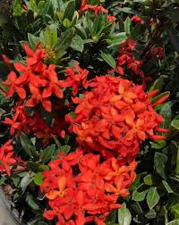 Image result for Ixora praetermissa