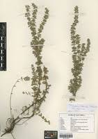 Image result for Micromeria imbricata