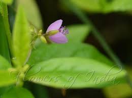 Image result for Polygala persicariifolia