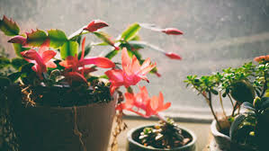 We had quite a few of them in our greenhouse in connecticut which bloomed at the holidays with no. Christmas Cactus Thanksgiving Cactus And Easter Cactus Horticulture