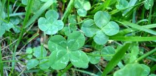 How to kill clovers without killing the grass. A Yard Full Of Clover Today S Homeowner