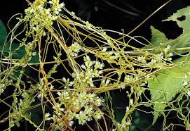 Dodder Description Parasitism Facts Britannica