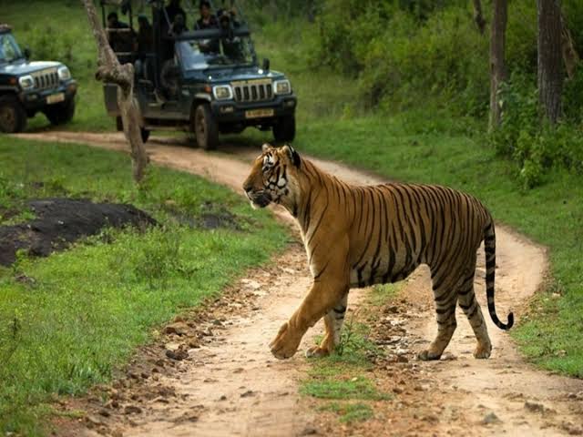 बेहद सुंदर हैं Madhya Pradesh के ये 2 नेशनल पार्क, दूर-दूर से इन्हें देखने आते हैं Tourist
