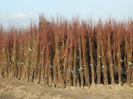 Bare root trees are a great alternative to container grown versions during the winter because planting at this time provides the tree with the opportunity to establish a strong root system so that it is ready to burst into life come. Bare Root Plants Cherry Lane Nursery Plant Nursery Garden Stanthorpe Granite Belt Deciduous Conifer Native Plant Seedling Tree Cherry Lane Flower