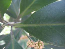 Image result for Rapanea