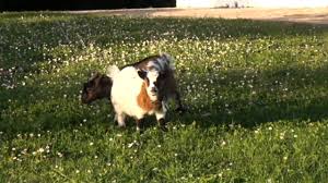 Mar 09 mar , 2021 5:06 pm. Animales Cabras Enanas Dwarf Buck Youtube