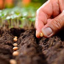 Prepare the soil in the planting beds the easiest way to freshen the garden soil is to remove the layer of mulch. How To Prep Soil For A Vegetable Garden The Family Handyman