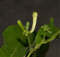 Image result for Morinda lucida