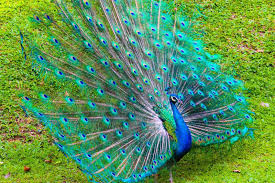 Beautiful Peacock Background Hd Wallpapers Hd Wallapers For Free Bird Background Hd Wallpaper Western Ghats See more ideas about peacock art, peacock, peacock painting. beautiful peacock background hd