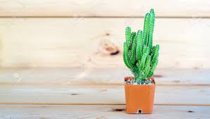 Fondos, fondos con cactus, fondos de cactus, fondos de pantalla, fondos naturales, fondos nuevos. Coleccion De Cactus En Pequenas Macetas De Flores Sobre Un Fondo De Madera Fotos Retratos Imagenes Y Fotografia De Archivo Libres De Derecho Image 67648630
