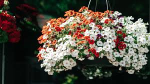 They thrive wherever you plant them but look particularly eye catching in a loose arrangement that spills out of hanging baskets. The Best Colorful Plants For Hanging Baskets