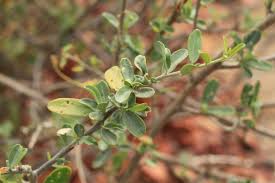 Image result for Cadaba termitaria