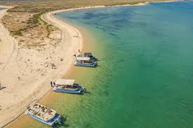 Image result for Faroa salutaris