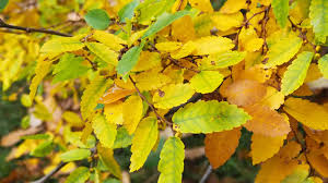 Image result for Ulmaceae