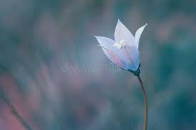 Image result for Wahlenbergia undulata