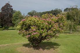 Wild mountain is a ski and snowboard area in amador township, chisago county, near taylors falls, minnesota. How To Grow Mountain Laurel Kalmia Latifolia Gardener S Path