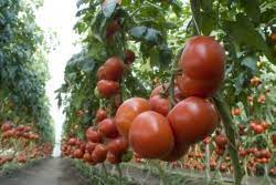 Ce functii si caracteristici trebuie sa aiba o lampa solara de calitate? Recomandari Profesionale Pentru Alegerea Hibrizilor De Tomate Seminte Ingrasaminte Turba