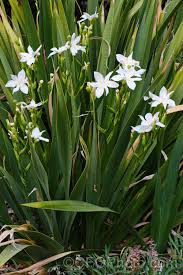 Image result for Dietes