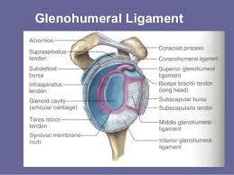 The aetiology of shoulder impingement. Shoulder Anatomy