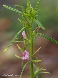 Image result for Misopates