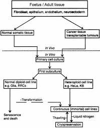 Primary cell cultures come from the outgrowth of migrating cells from a piece of tissue or from tissue that is disaggregated by enzymatic, chemical, or mechanical methods. Establishment Of Cell Cultures Animal Biotech